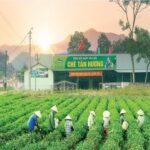 HỢP TÁC XÃ CHÈ TÂN HƯƠNG