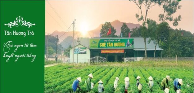 HỢP TÁC XÃ CHÈ TÂN HƯƠNG