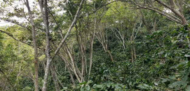 Công ty TNHH Pun Coffee