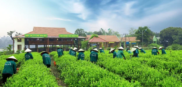 HỢP TÁC XÃ CHÈ HẢO ĐẠT