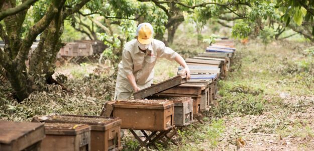 Công ty cổ phần ong Tam Đảo