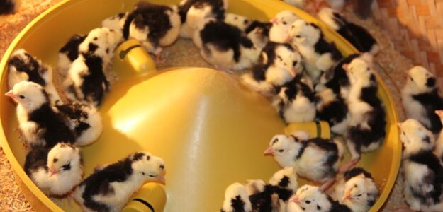 CÔNG TY TNHH MÁY ẤP TRỨNG HUẾ