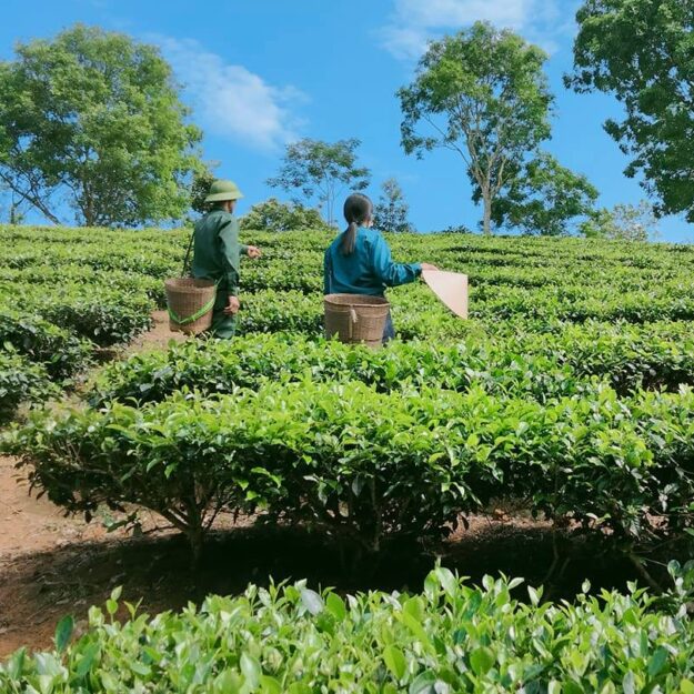 Hợp tác xã dịch vụ nông lâm nghiệp Bình Sơn