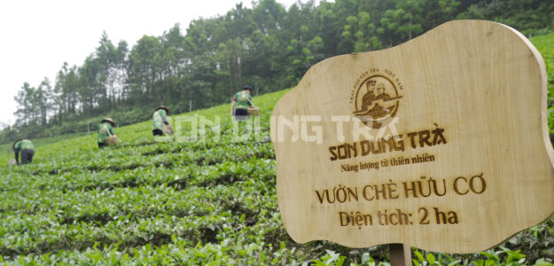 HỢP TÁC XÃ TRÀ SƠN DUNG