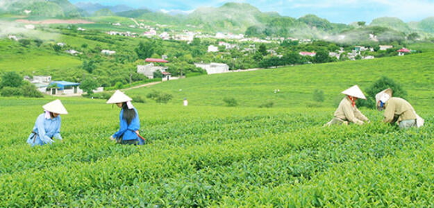 CN Tổng công ty chè Việt Nam VINATEA Mộc Châu